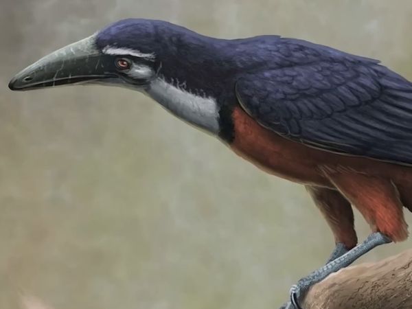 Dinosaur Discovery - From Dinosaurs to Birds: The Remarkable Evolutionary Journey Unveiled