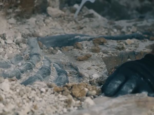 Dinosaur Discovery - Quetzalcoatlus: The Largest Flying Animal EVER to Live