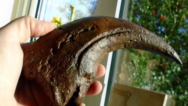 Dinosaur Discovery - Baryonyx: The First Fish-Eating Dinosaur Ever Discovered