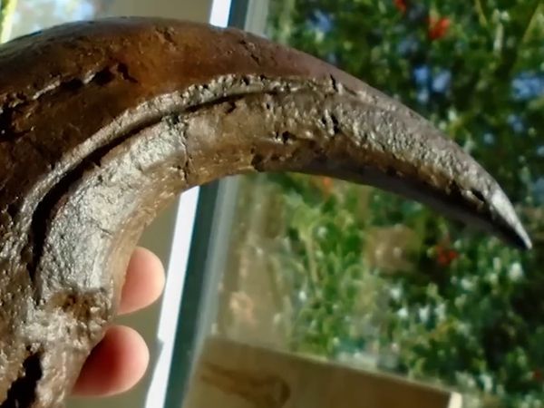 Dinosaur Discovery - Baryonyx: The First Fish-Eating Dinosaur Ever Discovered