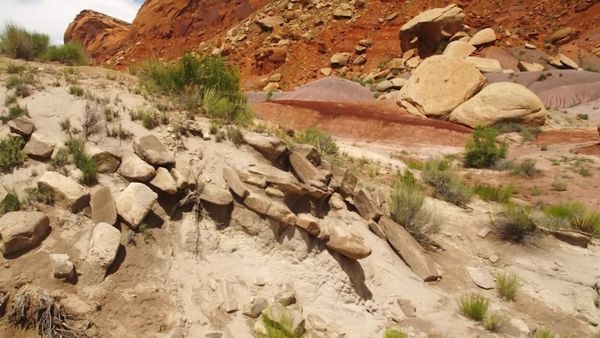 Dinosaur Discovery - Coelophysis: The Legendary Dinosaur of the Triassic