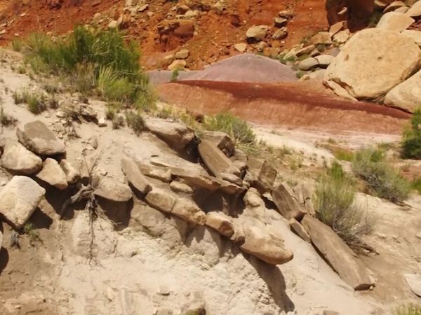 Dinosaur Discovery - Coelophysis: The Legendary Dinosaur of the Triassic