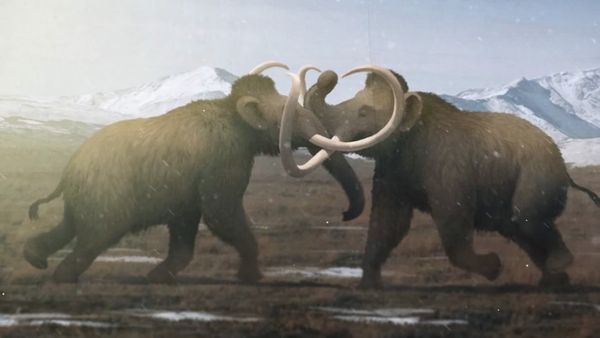 Early Humans - The Woolly Mammoth: A Legend of the Cenozoic Era