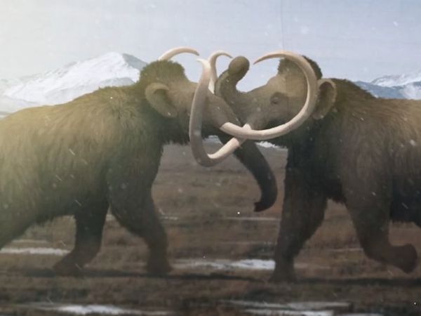 Early Humans - The Woolly Mammoth: A Legend of the Cenozoic Era
