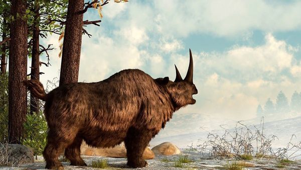 Early Humans - Extinct Animals Encountered by Early Humans
