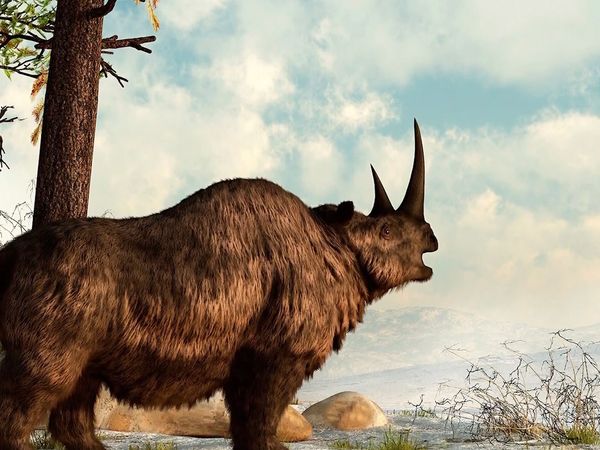Early Humans - Extinct Animals Encountered by Early Humans