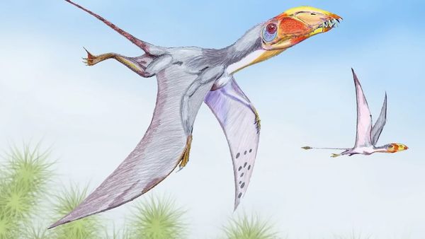 Dinosaur Discovery - The History of The Pterosaur: When Flying Creatures Ruled The World