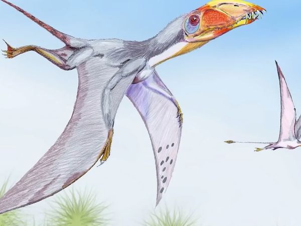 Dinosaur Discovery - The History of The Pterosaur: When Flying Creatures Ruled The World