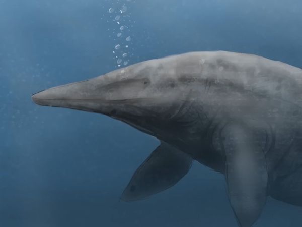 Dinosaur Discovery - A Complete Timeline of Prehistoric Creatures & Dinosaurs of North America