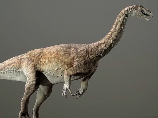 Dinosaur Discovery - Archosaurs of The Triassic Period