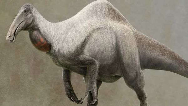 Dinosaur Discovery - Deinocheirus: The Giant Dinosaur with Hands