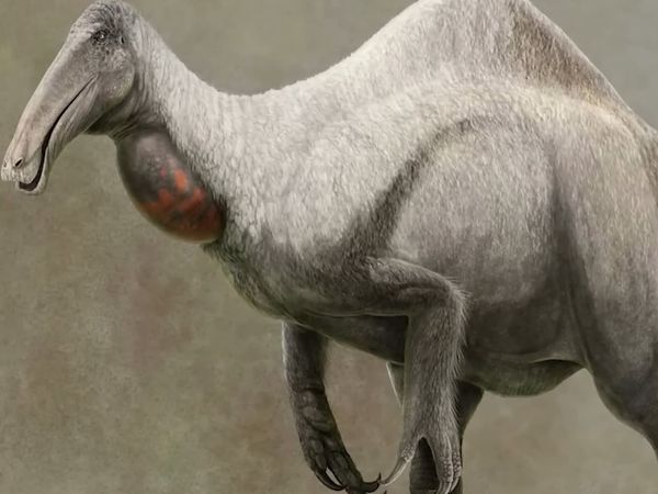Dinosaur Discovery - Deinocheirus: The Giant Dinosaur with Hands
