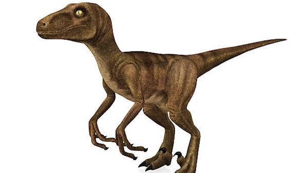 Dinosaur Discovery - The Great Velociraptor: The Turkey Sized 'Speedy Thief'