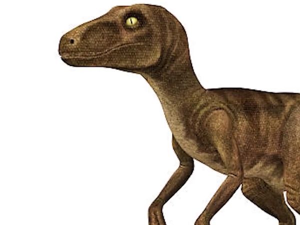 Dinosaur Discovery - The Great Velociraptor: The Turkey Sized 'Speedy Thief'