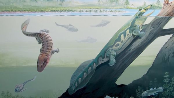 Dinosaur Discovery - A Complete Timeline of Prehistoric Creatures & Dinosaurs of Australia