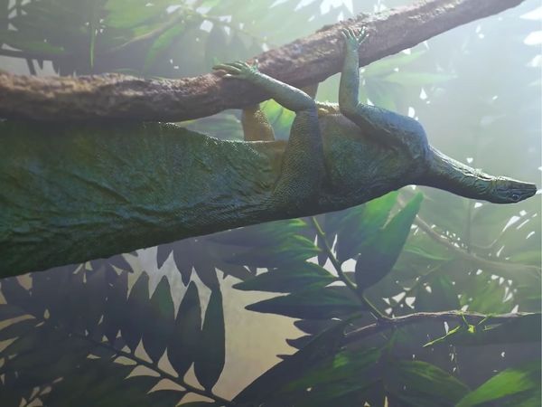 Dinosaur Discovery - Bizarre Reptiles of The Triassic Period
