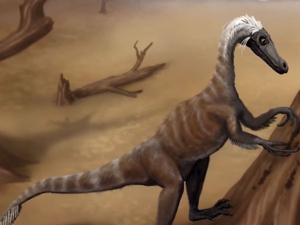 Dinosaur Discovery - Peculiar Dinosaurs of The Cretaceous Period