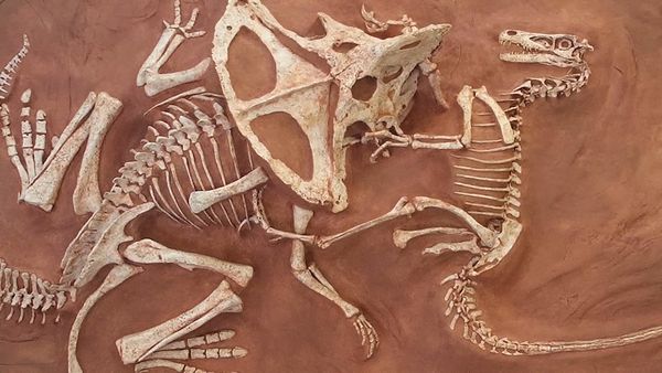 Dinosaur Discovery - The Djadochta Formation