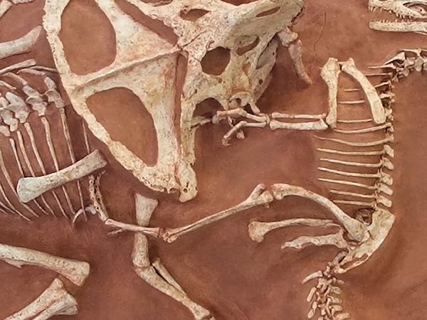 Dinosaur Discovery - The Djadochta Formation