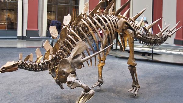Dinosaur Discovery - Stegosaurus: An Iconic Dinosaur of the Jurassic Period