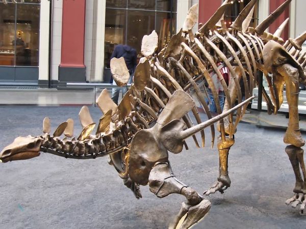 Dinosaur Discovery - Stegosaurus: An Iconic Dinosaur of the Jurassic Period