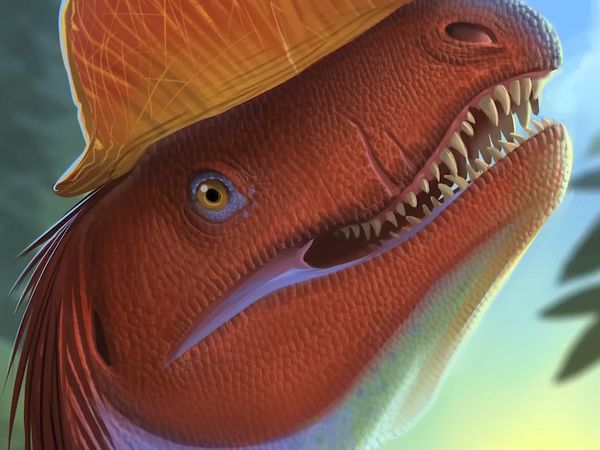 Dinosaur Discovery - Dilophosaurus: The Most Misinterpreted Dinosaur of All Time