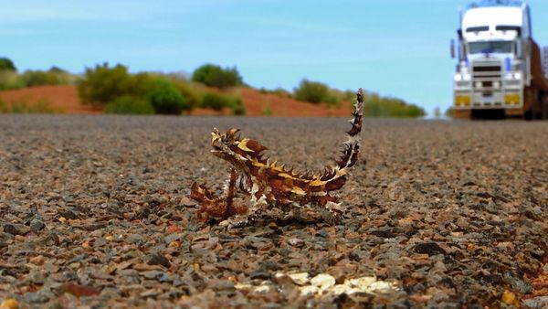 Outback Truckers - Classic Car Quandary
