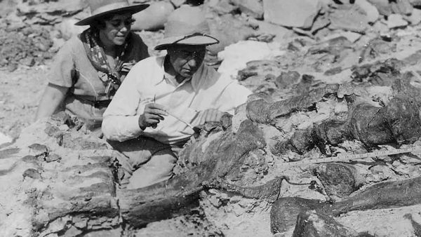 Dinosaur Discovery - Ankylosaurus: The TOUGH Armoured Lizard