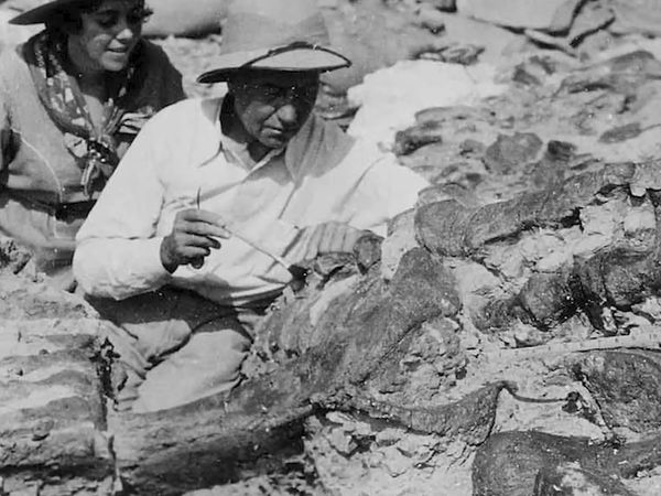 Dinosaur Discovery - Ankylosaurus: The TOUGH Armoured Lizard