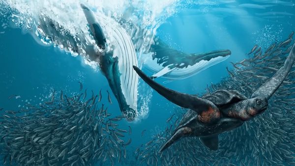 Dinosaur Discovery - The Prehistoric Shark That Gave Great White's Nightmares…