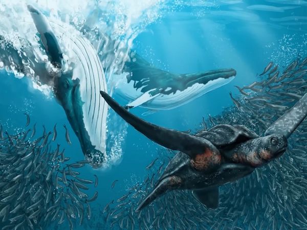 Dinosaur Discovery - The Prehistoric Shark That Gave Great White's Nightmares…