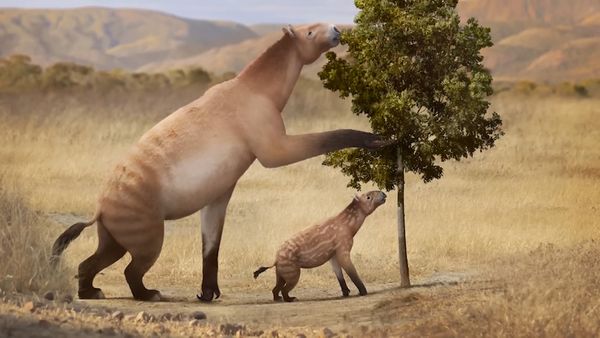 Dinosaur Discovery - Gigantopithecus The Largest Ape that Ever Existed
