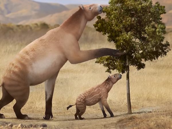 Dinosaur Discovery - Gigantopithecus The Largest Ape that Ever Existed