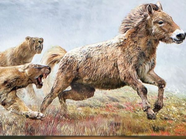 Dinosaur Discovery - The Prehistoric Tiger That Gave Cavemen Nightmares