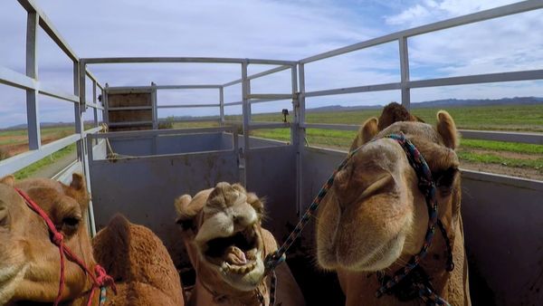 Outback Truckers - Cutting, Hauling, and a Midnight Deadline