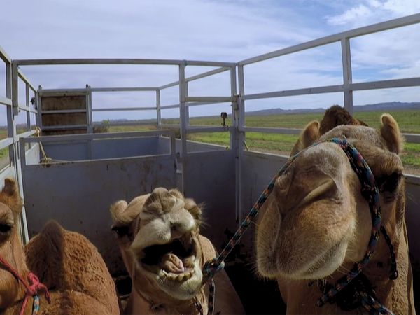 Outback Truckers - Cutting, Hauling, and a Midnight Deadline