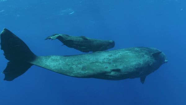 Brilla ahora - Escuela para ballenas