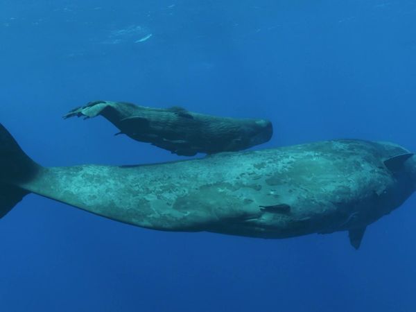 Brilla ahora - Escuela para ballenas