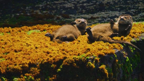 Brilla ahora - Chungungo: La nutria más pequeña del mundo