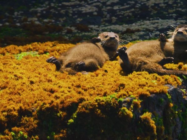 Brilla ahora - Chungungo: La nutria más pequeña del mundo