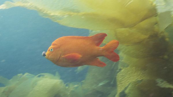 Brilla ahora - El renacer de un bosque submarino