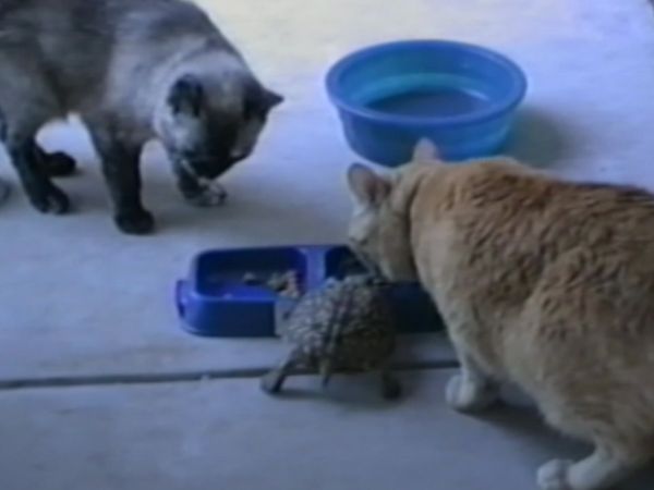 Life's Funniest Moments - Scaredy Cat