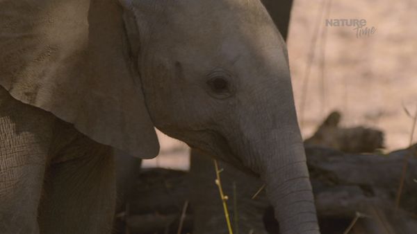 Cuentos de Zambia - Valle Del Elefante