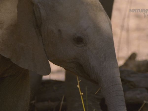 Cuentos de Zambia - Valle Del Elefante