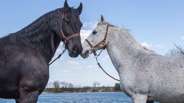 Wild Horses - Wild Horses - Episode 7