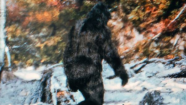 Cabin in the Woods - The Patterson-Gimlin Film Examined