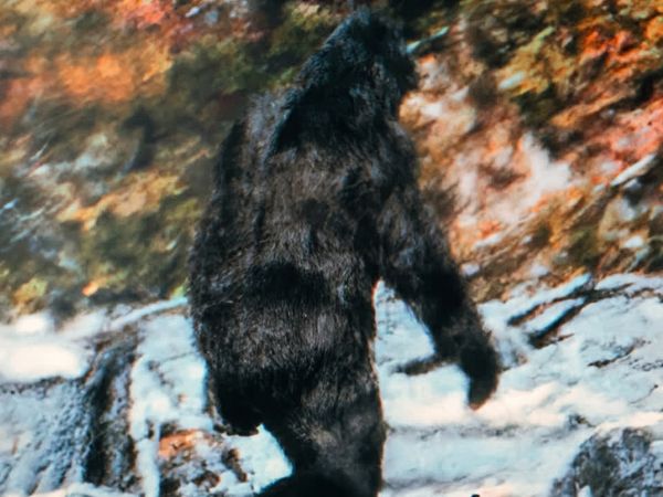 Cabin in the Woods - The Patterson-Gimlin Film Examined