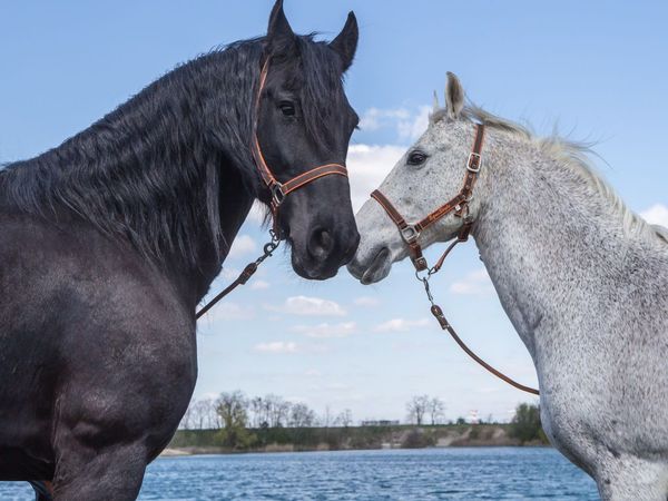 Wild Horses - Wild Horses - Episode 24