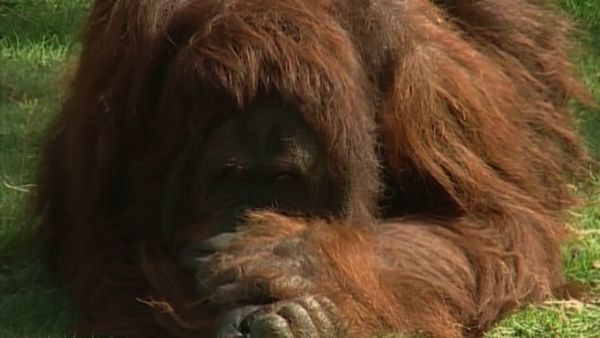 Monkey Business (1998) - Episode 5