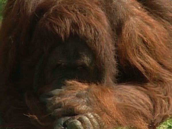 Monkey Business (1998) - Episode 5